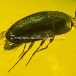 Coleoptera Hecatomb 7