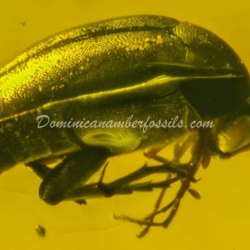 Coleoptera Hecatomb 8