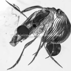 Coleoptera Rhipiphoridae 9