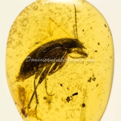 Coleoptera Tenebrionidae 6