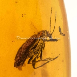 Coleoptera Tenebrionidae On Dominican Amber 3