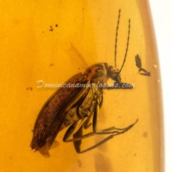 Coleoptera Tenebrionidae On Dominican Amber 4