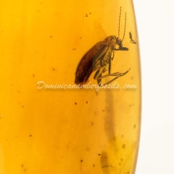 Coleoptera Tenebrionidae On Dominican Amber 5