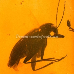 Coleoptera Tenebrionidae On Dominican Amber 8