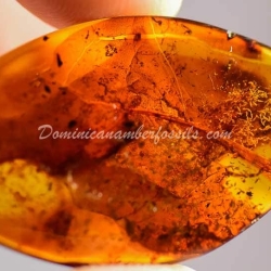 Collembola Fossil Inclusion On Dominican Amber