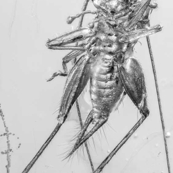 Cricket Grillidae 10