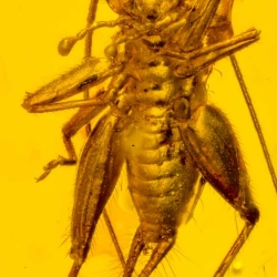 Cricket Grillidae 7