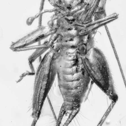 Cricket Grillidae 8