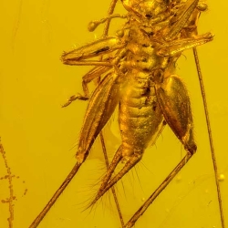 Cricket Grillidae 9