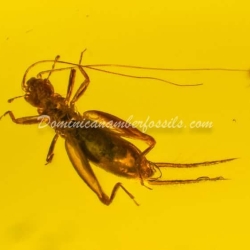 Cricket And Diptera On Clear Dominican Amber Piece 10