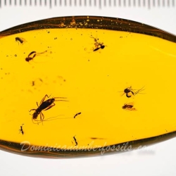 Cricket And Diptera On Clear Dominican Amber Piece 2
