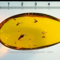 Cricket And Diptera On Clear Dominican Amber Piece 3