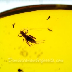 Cricket And Diptera On Clear Dominican Amber Piece 4