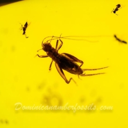 Cricket And Diptera On Clear Dominican Amber Piece 5