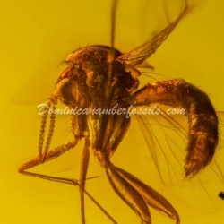 Cricket And Diptera On Clear Dominican Amber Piece 7