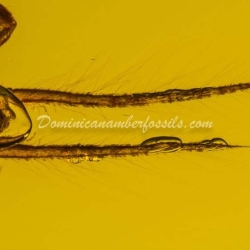 Cricket And Diptera On Clear Dominican Amber Piece 8