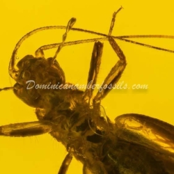 Cricket And Diptera On Clear Dominican Amber Piece 9