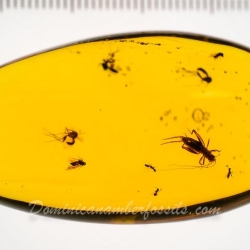 Cricket And Diptera On Clear Dominican Amber Piece