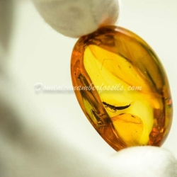 Dermaptera Inclusion Dominican Amber Fossil