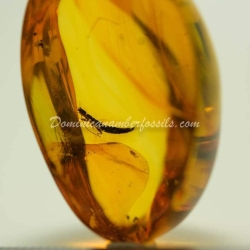 Dermaptera Inclusion Dominican Amber Fossil 3