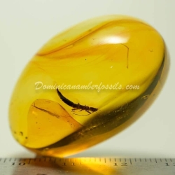 Dermaptera Inclusion Dominican Amber Fossil 4