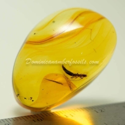 Dermaptera Inclusion Dominican Amber Fossil 5