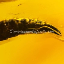 Dermaptera Inclusion Dominican Amber Fossil 9