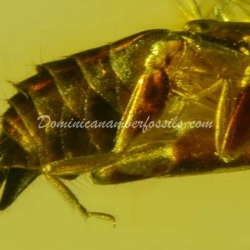 Dermaptera Inclusion On Dominican Amber 10