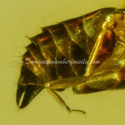 Dermaptera Inclusion On Dominican Amber 11