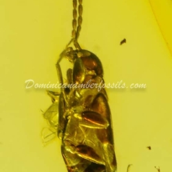 Dermaptera Inclusion On Dominican Amber 12