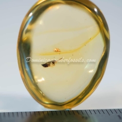 Dermaptera Inclusion On Dominican Amber 2