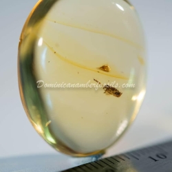 Dermaptera Inclusion On Dominican Amber 3