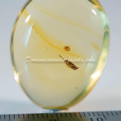 Dermaptera Inclusion On Dominican Amber 4