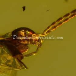 Dermaptera Inclusion On Dominican Amber 7