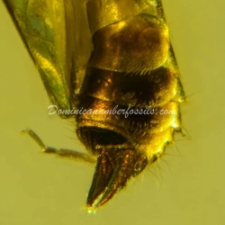 Dermaptera Inclusion On Dominican Amber 8