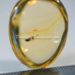 Dermaptera Inclusion On Dominican Amber