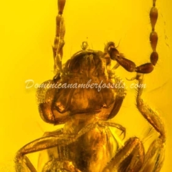 Dermaptera And Spider Exuvia On Dominican Amber 10