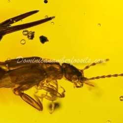 Dermaptera And Spider Exuvia On Dominican Amber 13