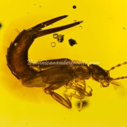 Dermaptera And Spider Exuvia On Dominican Amber 14