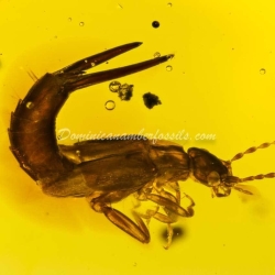 Dermaptera And Spider Exuvia On Dominican Amber 15