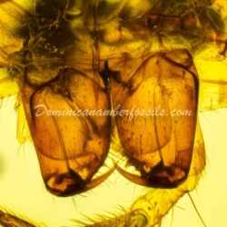 Dermaptera And Spider Exuvia On Dominican Amber 5