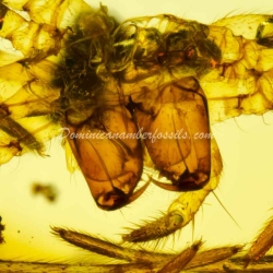 Dermaptera And Spider Exuvia On Dominican Amber 6