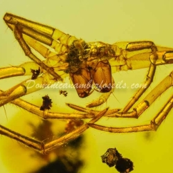 Dermaptera And Spider Exuvia On Dominican Amber 7