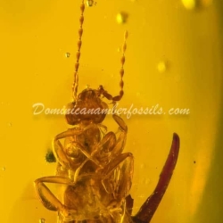 Dermaptera And Spider Exuvia On Dominican Amber 9