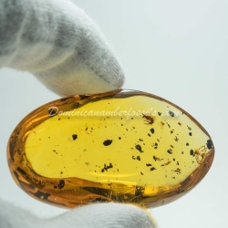 Dermaptera And Spider Exuvia On Dominican Amber