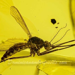 Diptera Culicidae 10