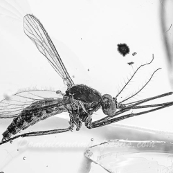 Diptera Culicidae 12