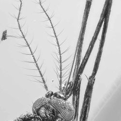 Diptera Culicidae 6