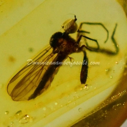 Diptera Empididae 4