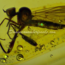 Diptera Empididae 8